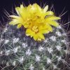 Thelocactus_conothelos